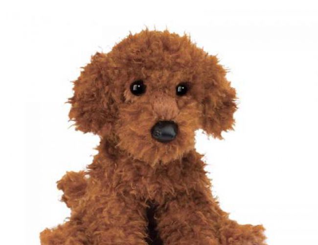 DOUGLAS 1923 GINGER MINIATURE POODLE