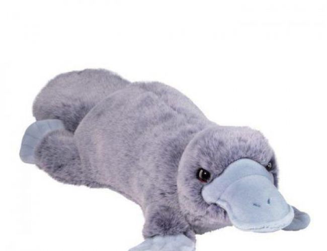 DOUGLAS 4639 ALLIE PLATYPUS