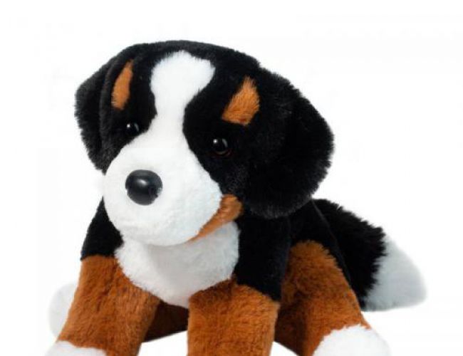 DOUGLAS 4671 BOWIE BERNESE MOUNTAIN DOG