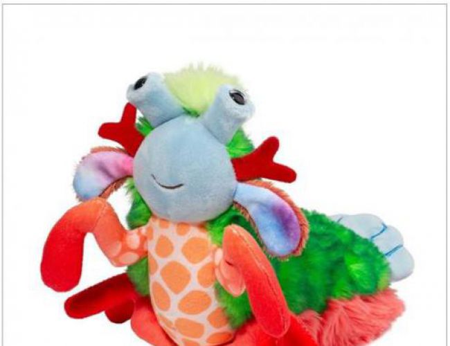 DOUGLAS 1626 PUNCHIE MANTIS SHRIMP